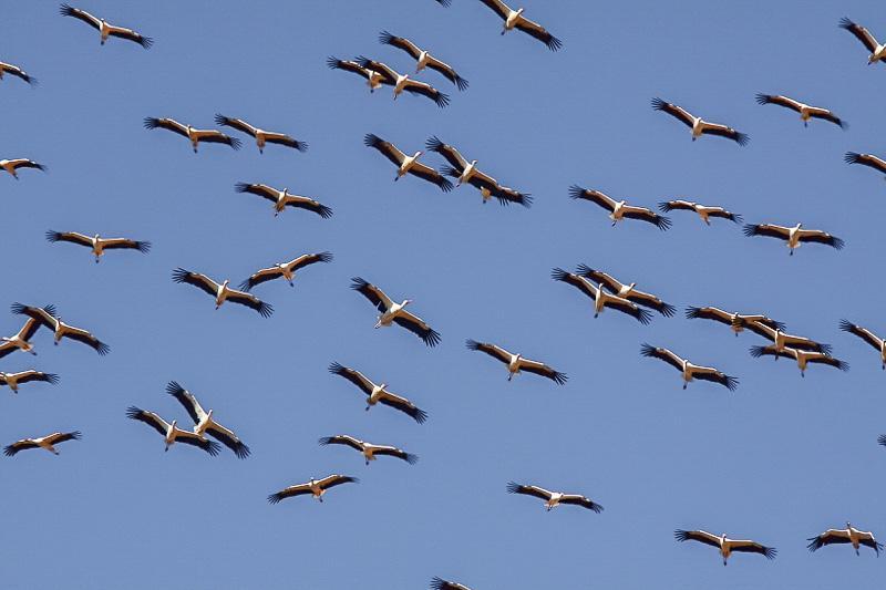 I Sousdalen brukar det övervintra flockar med vit stork. Foto: Ola Bondesson. Resan i korthet Dag Orter/resplan 1 Resan startar på Marrakech flygplats. Transport till hotell i Höga Atlas.