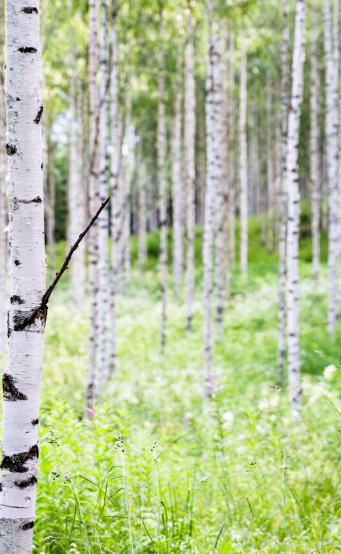 Vilka uppgifter anmäls fortfarande till MinSkatt?