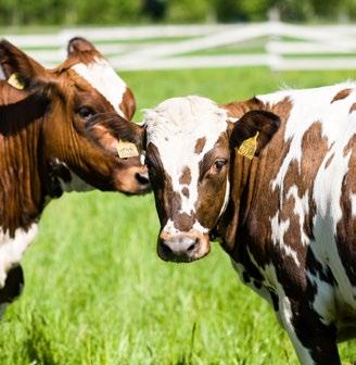 Grön djuruppfödning är en självklarhet Ett naturligt kretslopp Att föda upp djur och bruka jorden handlar om att samarbeta med miljön.