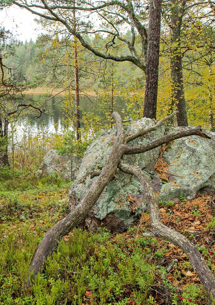 Om det var jag som valde Borgå eller Borgå som valde mig har egentligen ingen betydelse. Här lever jag min dröm, för jag känner igen mig i stadens gamla gränder.