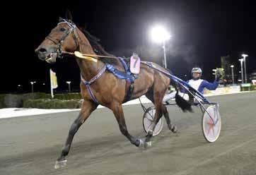 MÅNADENS HÄST Gävletravet januari 2019 VÄSTERBO GROSBOIS Vi gratulerar med segertäcke och hederspris Valack 8 år e. Good As Gold Tatum Trot e.