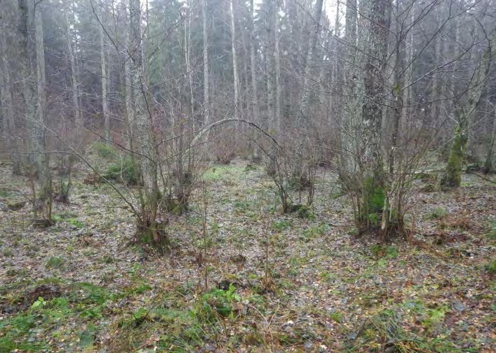 28 Område 21 0,5 ha Lövsumpskog Klass 4, Visst naturvärde Området har ett visst biotopvärde knutet till den våta delvis källpåverkade marken.