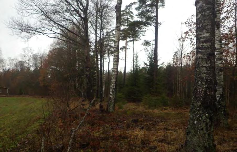 29 Område 22 0,3 ha Lövbryn Klass 4, Visst naturvärde Området har ett visst biotopvärde knutet till äldre solvarmt stående lövträd och hålträd av främst björk.