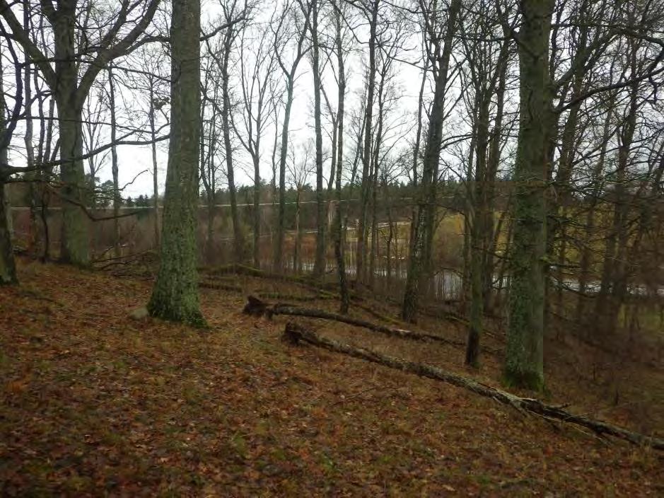 9 Område 1 0,6 ha Lövskog Klass 3, Påtagligt naturvärde Området har ett påtagligt biotopvärde knutet till gamla lövträd och död ved.