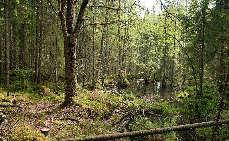 Frihuggning av skyddsvärda träd på Bergviks mark Cirka 60 skyddsvärda träd, främst ek, på Bergviks mark frihöggs under våren 2014.