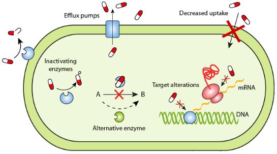 Figure 1. Antibiotic resistance mechanisms (reproduced from Gullberg et al., 20