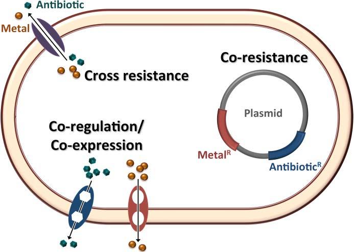 (e.g. mdrl confers resistance to metals, such as zinc, cobalt and chromium, biocides, such as quaternary ammonium compounds and ethidium bromides, and antibiotics, such as erythromycin, josamycin and