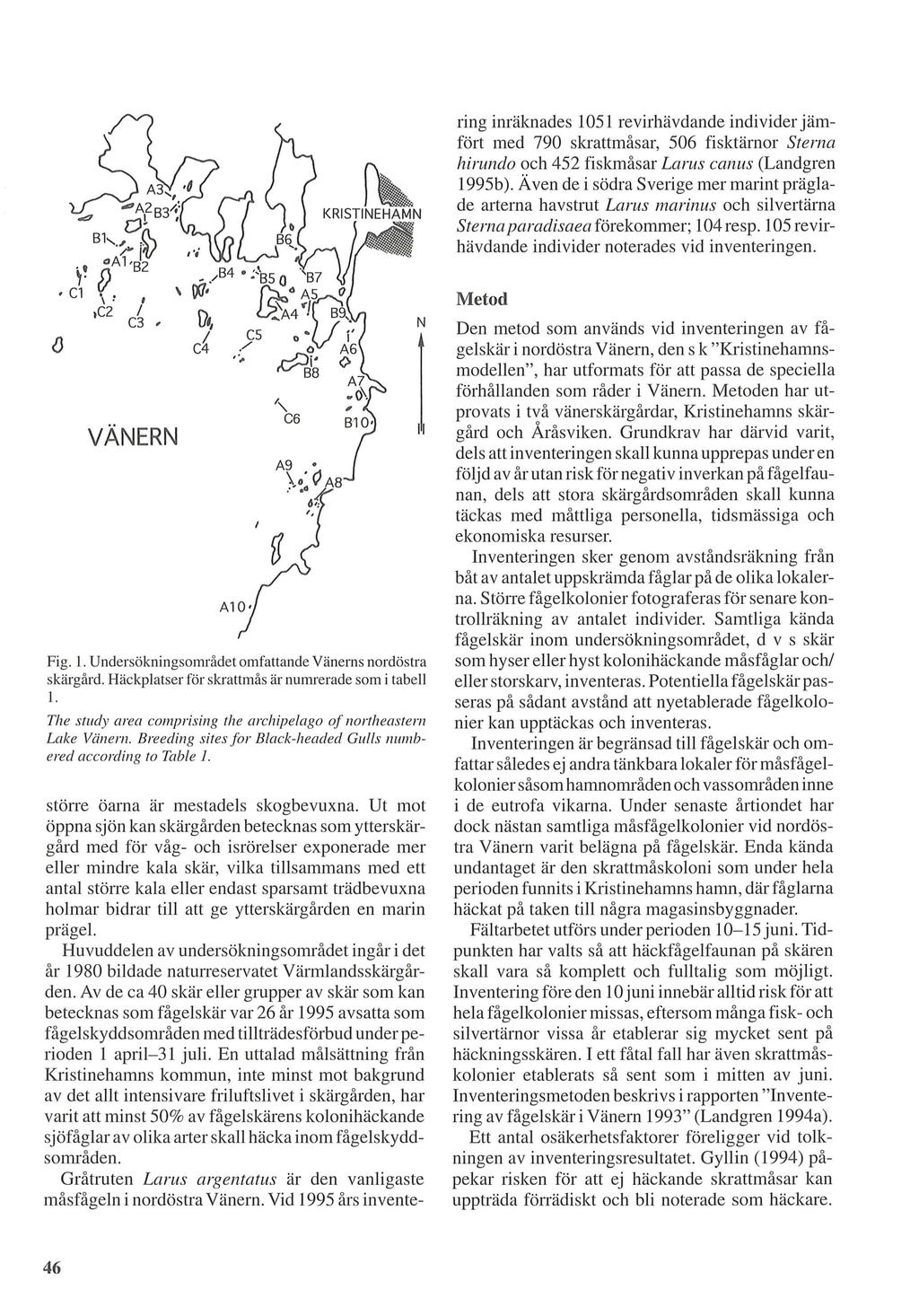 ring inraknades 1051 revirhavdande individer jamfort med 790 skrattmasar, 506 fisktarnor Sterna hirundo och 452 fiskmasar Larus canus (Landgren 1995b).