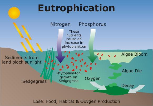Han Wang TRITA LWR Degree Project 11:29 Figure 1. Eutrophication process (Biosphere, atmosphere and hydrosphere, 2011) resource management experience.