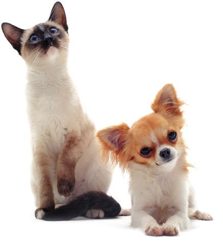 Hos Veterinären finns specialistkompetens i hundens och kattens sjukdomar.
