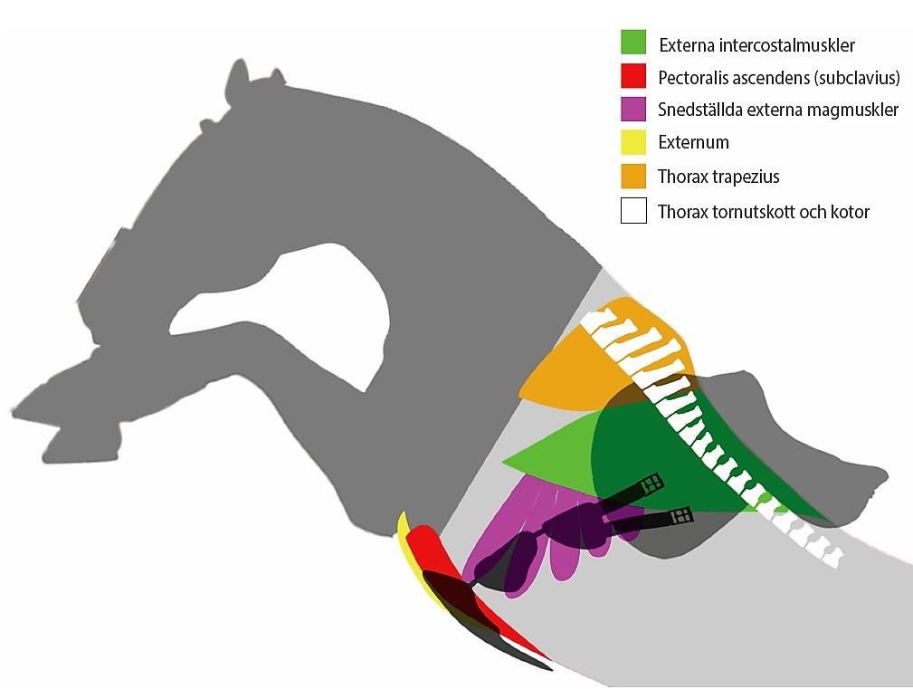 specifika muskeln på hästens bröstkorg utan att störa rörelserna
