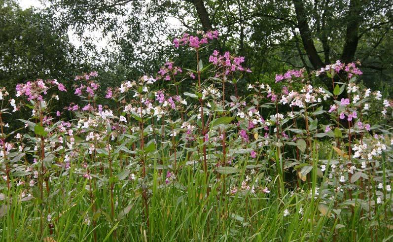Jättebalsamin (Impatiens glandulifera) Beskrivning: Jättebalsamin kommer ursprungligen från Himalaya. Det är en ettårig ört med en grov och rödaktig stjälk som kan bli upp till 2 meter hög.