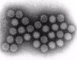 Calicivirus - vinterkräk Människa, djur, miljö Tålig värme, kemikalier, syra Vårdtagare - personal