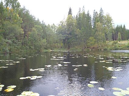 2. Frisjön 2011-09-01 Transekt nr: 4 Start koordinat (X/Y): 6386325/1329615 Styrelsen för ackreditering och Foto Stopp koordinat (X/Y): 6386460/1329700 teknisk kontroll (SWEDAC) enligt svensk lag.