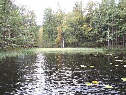 2. Frisjön 2011-09-01 Transekt nr: 5 Styrelsen för ackreditering och Start koordinat (X/Y): 6385755/1327720 Foto teknisk kontroll (SWEDAC) enligt Stopp koordinat (X/Y): 6385680/1327875 svensk lag.