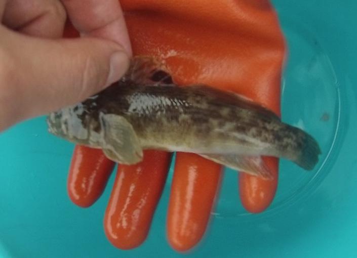 3.3.4 Främmande arter Under höstens provfiske fångades tre stycken fiskar av arten Svartmunnad smörbult (Neogobius melanostomus) (figur 20).