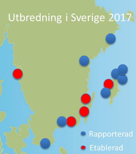 och vattenmyndigheten 2018). Arten påträffades för första gången i Östersjön utanför Polen på 90-talet och upptäcktes för första gången i svenska vatten 2008 i Karlskronas skärgård.