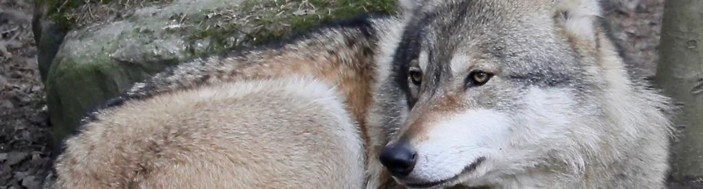 VARG SAMMANFATTNING Under 2018 inkom 36 vargar till SVA. De flesta inkom som följd av förvaltningsbeslut (66%), där licensjakt stod för drygt två tredjedelar.