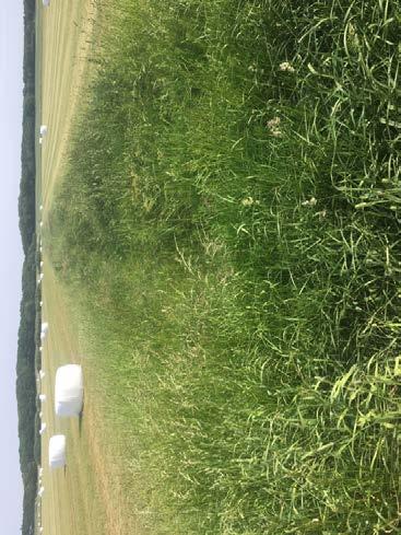 Naturvårdsarter Vid Callunas inventering noterades åtta naturvårdsarter. Silverblåvinge, ängssmygare, trädgårdshumla, ängsvädd och svinrot är hävdgynnade signalarter i ängs- och hagmarker.
