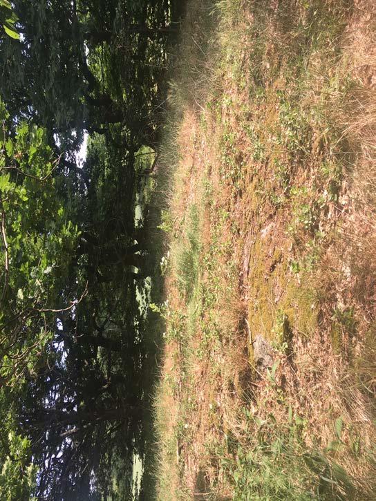 Naturvärdesobjekt nr 4 Naturvärdesklass Naturtyp Biotop Biotopvärde Artvärde Klass 3 Påtagligt naturvärde Motivering naturvärdesklass Skog och träd Lövskog Påtagligt biotopvärde Obetydligt artvärde