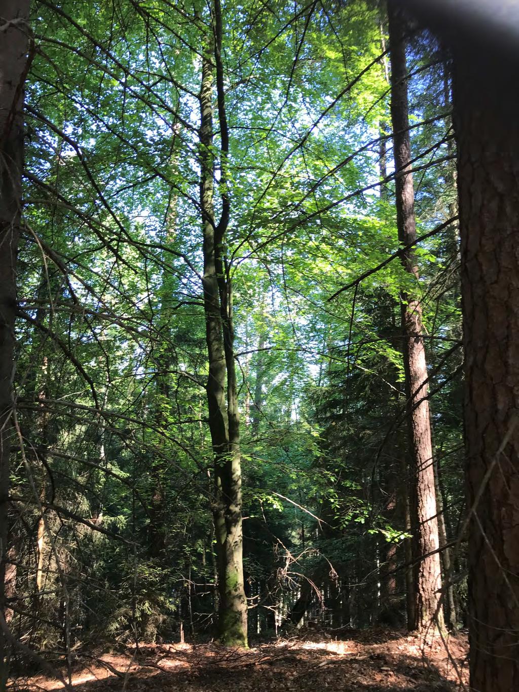 Kvarnsjöskogen i