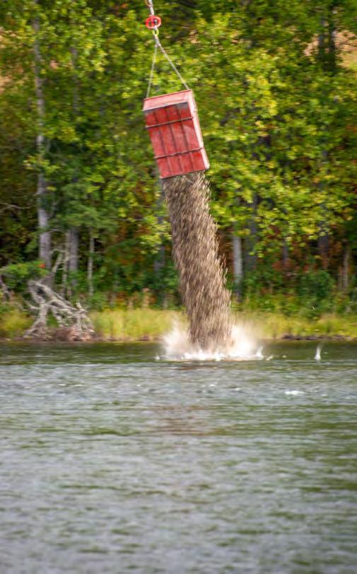 FISKEVÅRD PÅ LÅNG SIKT försöker man fiska upp så mycket planktonätande mört och braxen som möjligt, för att djurplankton ska få övertaget över växtplankton.