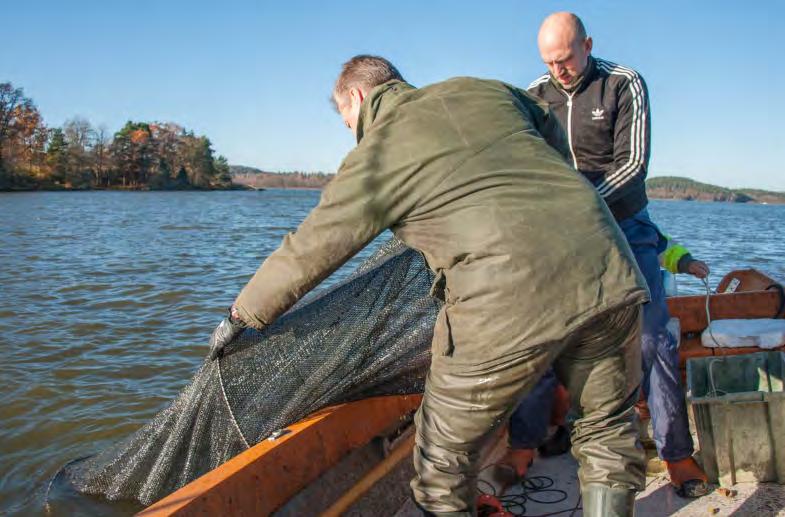 FRÅN IDEELLT TILL ARVODERAT ARBETE AMATÖRER ELLER PROFFS En stor del av all fiskevård sker ideellt.