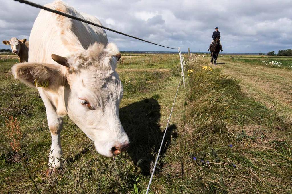 3. Riktlinjer och åtgärder För att kunna uppnå de fyra målen i kommunens grönstrategi presenteras här riktlinjer för planering och åtgärder för genomförande av de elva strategier som kopplats till