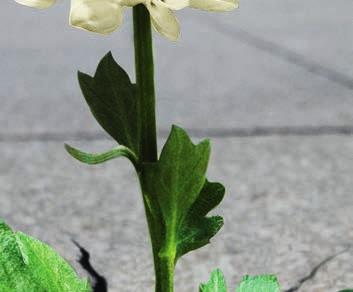 prednison eller prednisolon är indicerat för