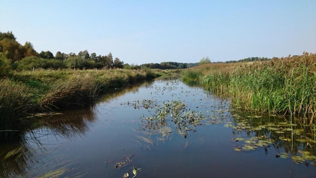 Dok.nr 1001-118 PM-Biotopkartering Figur 4. Riklig vattenvegetation längs med stora delar av ån.