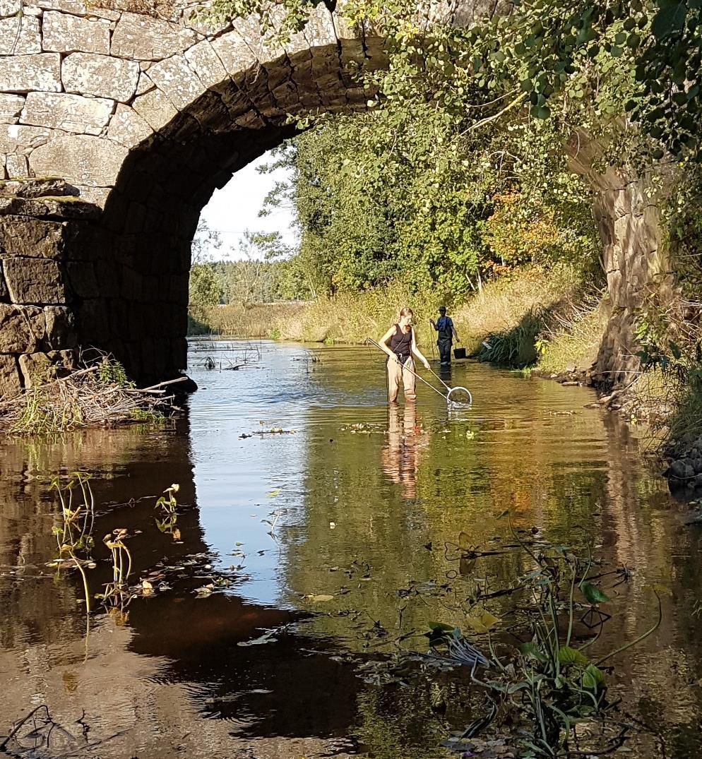 Dok.nr 1001-118 PM-Biotopkartering Traditionellt elfiske Den sträcka som fiskades med traditionellt elfiske hade en medelbredd på 22 meter och djupet varierade mellan 0,3 och 0,7 meter.
