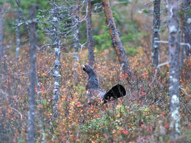 Skogsbruk snarare än vindkraft