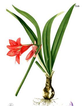 Västergarns hembygdsförening JUL på SUDERVILJAN Julgrupper, amaryllis, hyacinter, kransar och andra växter. Varför inte köpa våra presentkort på valfri summa till julklapp?