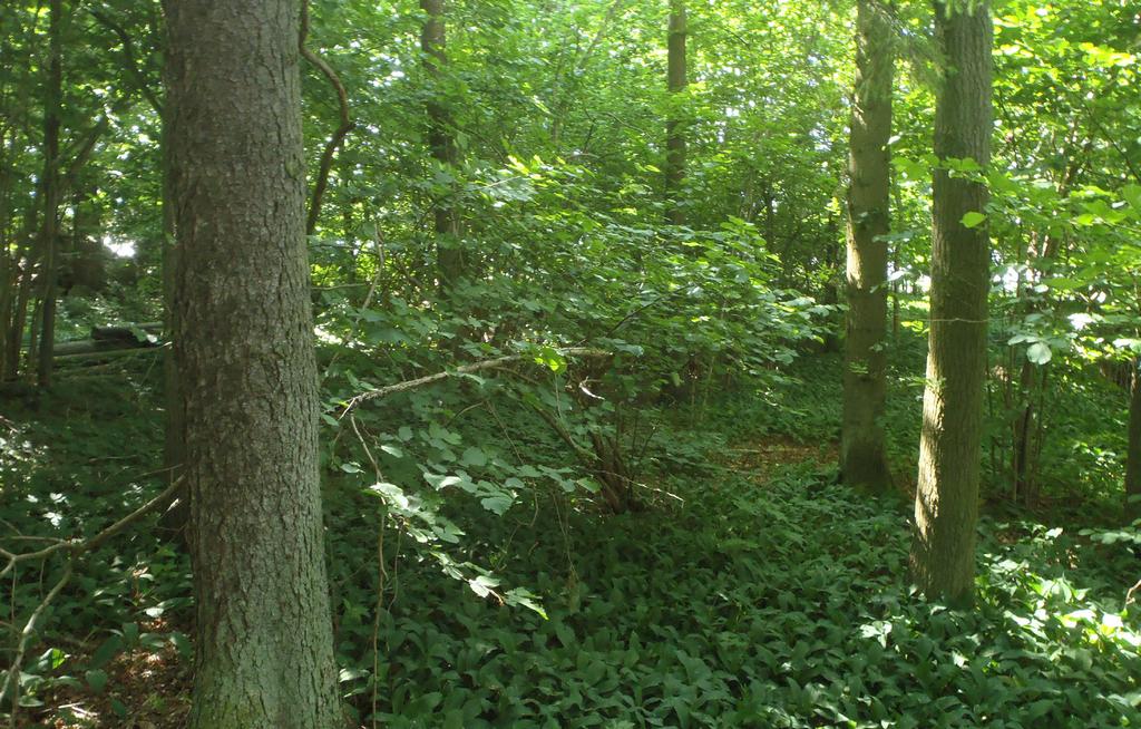 Bilaga 1 Objekt med högre naturvärde I denna bilaga beskrivs de objekt som vid naturvärdesinventeringen bedömdes ha ett högre naturvärde. Objekten redovisas på karta i figur 4.