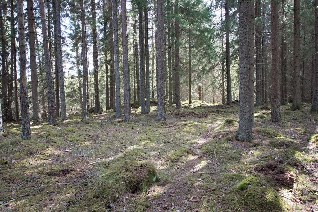 Om Skog & Lantbruk Skog & Lantbruk är ett rådgivningsföretag som arbetar med följande tjänster inom jord och skog: -