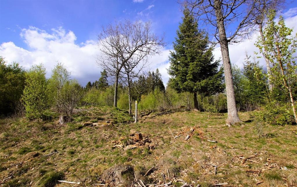Skogsmark Ca 12,2 ha skogsmark enligt skogsbruksplan från 2019, se bilagda utdrag från PC-skog. Virkesförråd ca 2 099 m3sk, varav ca 1 192 m3sk S2- skog till mestadels gran.