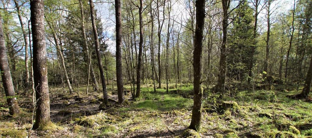 Försäljningsförutsättningar Förfarande Fastigheten säljs via anbud som ska vara mäklaren tillhanda senast 2019-06-28. Märk anbudet Bragnum, till detta skall bankreferens eller motsvarande lämnas.