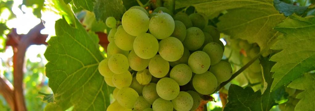 Egendomen omfattar flera vingårdar i Coteaux du Layon, med söta viner på druvan Chenin Blanc. Här görs också det ovanliga vinet Quarts de Chaume från en vingård som har sitt eget AOP.