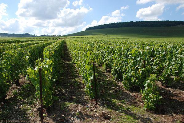 På eftermiddagen besöker vi Jean-Paul Hébrart i Mareuil-sur-Ay. Han är en spännande producent i Vallée de la Marne som började producera champagne från egna druvor 1964.