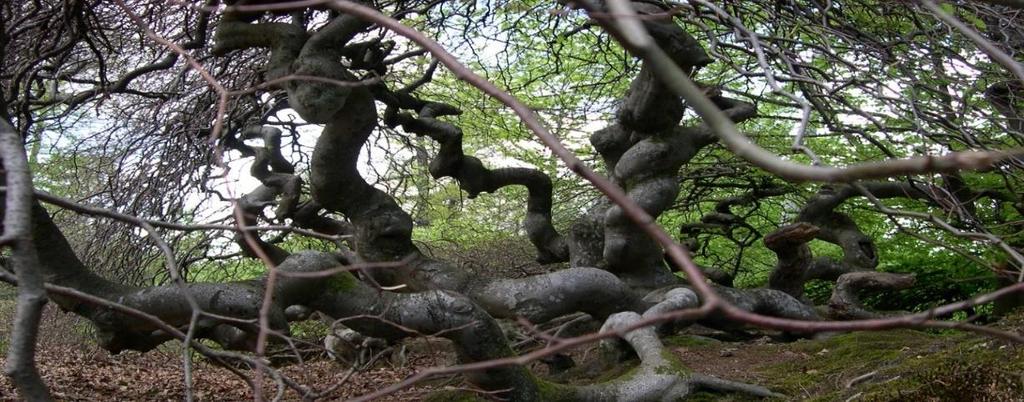 Les Faux de Verzy (Trollskogen) Dag 10: