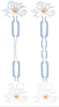 differentiation, clonal expansion B M MS as an Autoimmune -cell Mediated Process antibodies NO transmigration IFN- autoreactive -