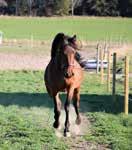O. 7.500 Golden Guard.000 Granit de la Roque.500 Body Milk 8.000 Janis Joplin Boko 8.000 Eastandwest 6.000 Försök 4 - lördag juni -åriga 5.000-50.000 kr. 40 m. Autostart. Förstapris: 50.000 kr. Bare Facts 5.