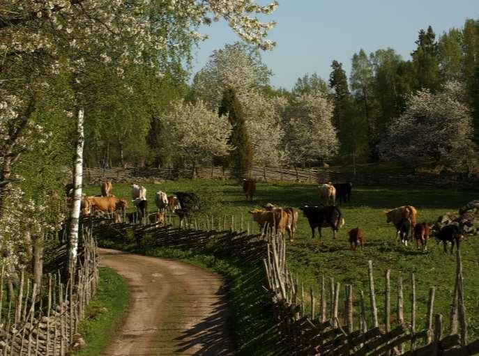 Beten och vallar är positiva för miljön och klimatet dessutom. Koldioxid lagras in i allt som växer.