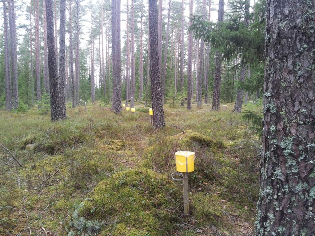 Krondroppsytan vid Angelstad skadades av stormarna Gudrun och Per. Dessutom uppstod nya stormfällen vid ett antal tillfällen följande år.