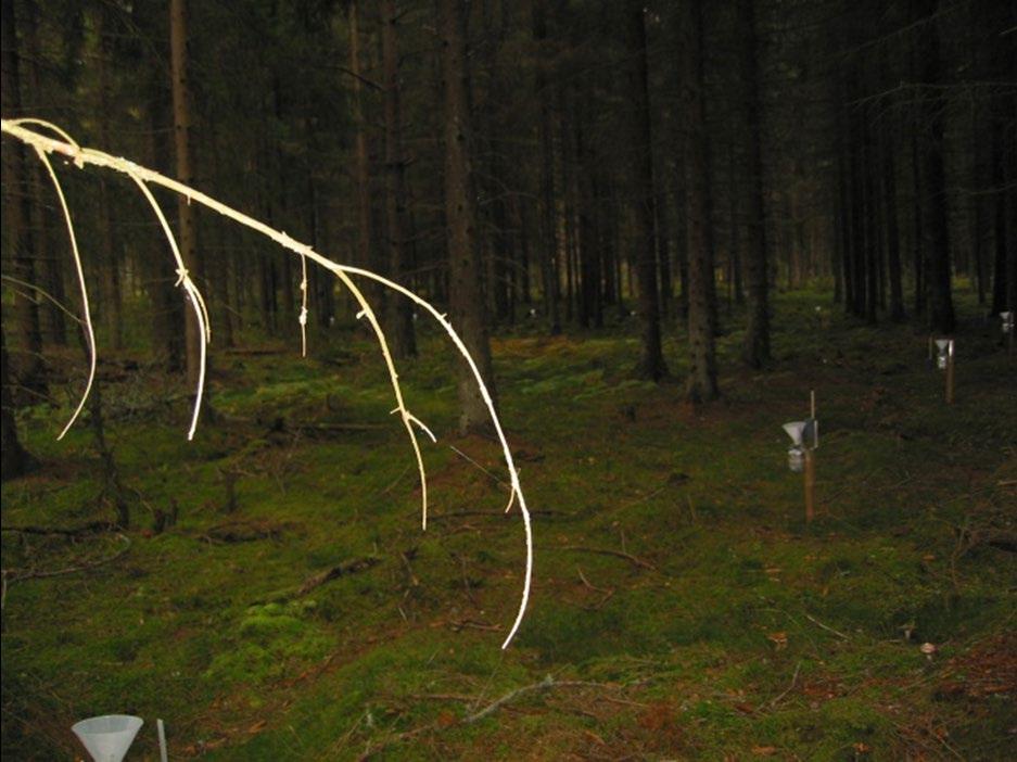 Tagel (G 22) Yta i 93-årig granskog nordväst om Alvesta. Depositions- och markvattenmätningarna startade 1996.