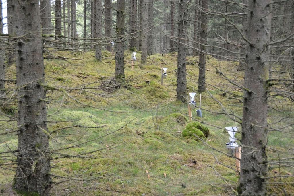 Fälleshult (G 18B) En nystartad granyta i västra delen av länet, ca 10 km väster om Strömsnäsbruk.