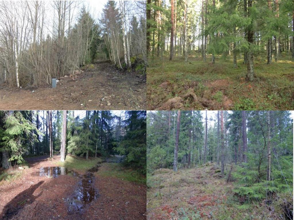 Figur 5. Bilder tagna vid platsbesök 2015-03-02. Nederbörden som faller på planområdet idag tas till viss del upp av träd och annan vegetation. En del avdunstar.