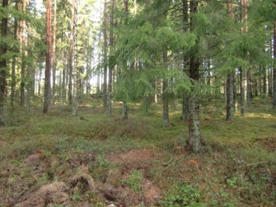 Därefter leds vattnet vidare mot recipienten Foxen ungefär 600 m söder om planområdet. Ca 5,8 ha avvattnas åt sydväst, delvis genom fastighet Töcksmarks- Bön 1:424 (figur 8).