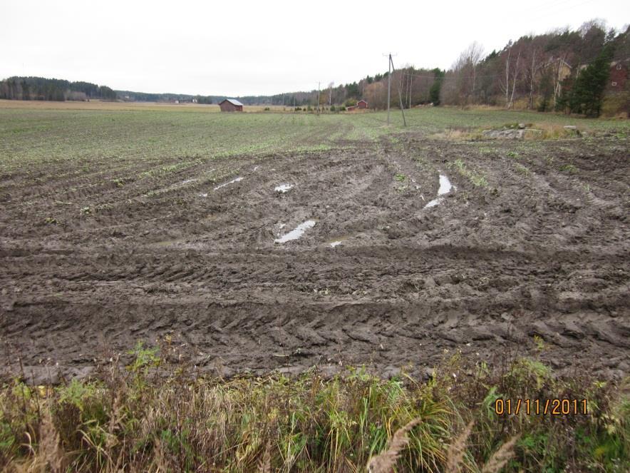 Fakta Årena 2011 2012, 2014 och 2017var en aning avvikande, riktigt våta förhållanden eller regnperiod i fel tid då skörden skulle bärgas, en del av skörden kanske blev obärgad eller med dålig