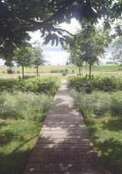 Tallar får inte tas ned om de inte är skadade/sjuka då de är en del av tallnätverket i Västerås, se Förutsättningar> Mark och natur > Naturmiljö och grönstruktur.